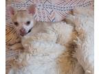 Chihuahua PUPPY FOR SALE ADN-843496 - Piglet
