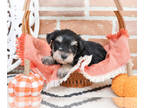 Schnauzer (Miniature) PUPPY FOR SALE ADN-843443 - Miniature Schnauzer Puppy