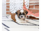 Shih Tzu PUPPY FOR SALE ADN-843438 - Shih Tzu Puppy