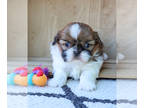 Shih Tzu PUPPY FOR SALE ADN-843436 - Shih Tzu Puppy