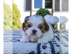 Shih Tzu PUPPY FOR SALE ADN-843435 - Shih Tzu Puppy