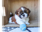 Shih Tzu PUPPY FOR SALE ADN-843433 - Shih Tzu Puppy