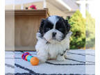 Shih Tzu PUPPY FOR SALE ADN-843430 - Shih Tzu Puppy
