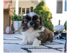 Shih Tzu PUPPY FOR SALE ADN-843428 - Shih Tzu Puppy