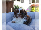 Shih Tzu PUPPY FOR SALE ADN-843426 - Shih Tzu Puppy