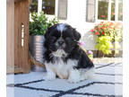Shih Tzu PUPPY FOR SALE ADN-843423 - Shih Tzu Puppy