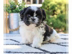 Shih Tzu PUPPY FOR SALE ADN-843422 - Shih Tzu Puppy