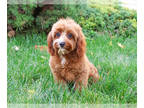 Cavapoo PUPPY FOR SALE ADN-843420 - Cavapoo Puppy