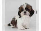 Shih Tzu PUPPY FOR SALE ADN-843413 - Imperial Shihtzu boy Rolo