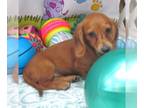 Dachshund PUPPY FOR SALE ADN-843409 - Alice Red Mini Dachshund Girl