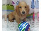 Dachshund PUPPY FOR SALE ADN-843406 - Andy Blonde LC Mini Dachshund Boy