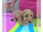 Dachshund-Poodle (Toy) Mix PUPPY FOR SALE ADN-843405 - Hickory Apricot DoxiePoo