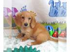 Dachshund PUPPY FOR SALE ADN-843400 - Leo Blonde LC Mini Dachshund Boy