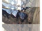 Rottweiler PUPPY FOR SALE ADN-843399 - Rottweilers puppy
