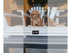 Poodle (Miniature) PUPPY FOR SALE ADN-843386 - Troyer
