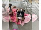 Bulldog PUPPY FOR SALE ADN-843372 - Puppies Ready to go