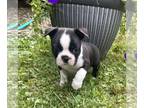 Boston Terrier PUPPY FOR SALE ADN-843363 - Boston Terrier