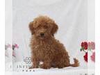 Poovanese PUPPY FOR SALE ADN-843358 - F1 Havapoo
