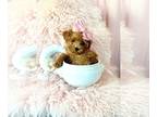 Poodle (Toy) PUPPY FOR SALE ADN-843357 - Poodles Teacups and Toy Puppies For