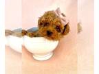 Poodle (Toy) PUPPY FOR SALE ADN-843355 - Poodles Teacups and Toy Puppies For