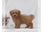 Poovanese PUPPY FOR SALE ADN-843354 - F1 Havapoo