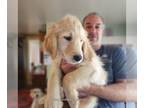 Goldendoodle PUPPY FOR SALE ADN-843347 - Gorgeous Male Goldendoodle F1 Medium