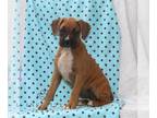 Boxer PUPPY FOR SALE ADN-843346 - ACA Boxer