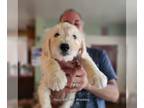 Goldendoodle PUPPY FOR SALE ADN-843345 - Gorgeous Tiny Male Goldendoodle F1