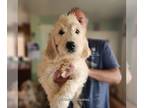Goldendoodle PUPPY FOR SALE ADN-843343 - Gorgeous Female Goldendoodle F1 Medium