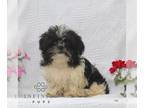 Shih Tzu PUPPY FOR SALE ADN-843339 - Shihtzu