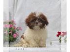Shih Tzu PUPPY FOR SALE ADN-843338 - Shihtzu