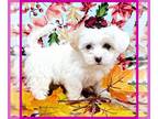 Maltipoo PUPPY FOR SALE ADN-843337 - Meet the love of your life Buttons