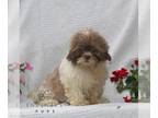 Shih Tzu PUPPY FOR SALE ADN-843336 - Shihtzu