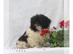 Shih Tzu PUPPY FOR SALE ADN-843335 - Shihtzu