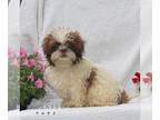 Shih Tzu PUPPY FOR SALE ADN-843334 - Shihtzu