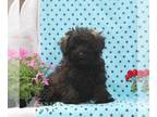 Zuchon PUPPY FOR SALE ADN-843333 - f1 Shichon