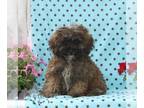 Zuchon PUPPY FOR SALE ADN-843332 - f1 Shichon