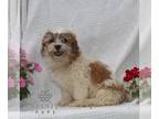 Zuchon PUPPY FOR SALE ADN-843331 - f1 Shichon