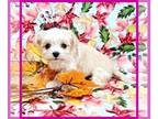 Maltipoo PUPPY FOR SALE ADN-843325 - Buttercup