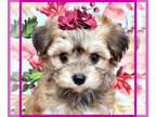 Maltipoo PUPPY FOR SALE ADN-843322 - Sweeet Bailey is Ready for You
