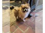 Pomeranian PUPPY FOR SALE ADN-843303 - Minnie Mae