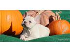 AKC Health Tested French Bulldog puppies in Texas