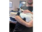 Smith, Domestic Shorthair For Adoption In Maumelle, Arkansas