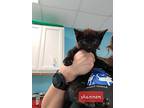 Shannon, Domestic Shorthair For Adoption In Maumelle, Arkansas