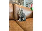 Teddy Tabby, Domestic Shorthair For Adoption In Friendswood, Texas