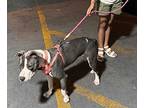 Cedar, American Staffordshire Terrier For Adoption In Missouri City, Texas