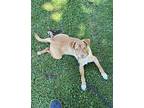 Mylo, Terrier (unknown Type, Small) For Adoption In Orange, California