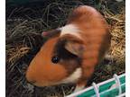 Bell, Guinea Pig For Adoption In Salisbury, Massachusetts