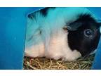 Aisha/argenta/pretzel/skunkie, Guinea Pig For Adoption In Salisbury