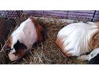 Caral/gracelyn/nelsie/orleana, Guinea Pig For Adoption In Salisbury